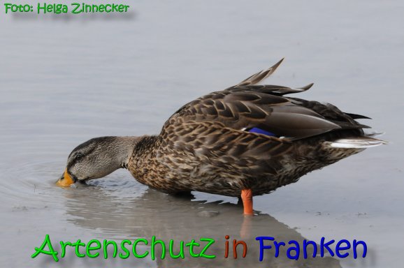 Copyright AiS Helga Zinnecker Bild zum Eintrag (65600-160)