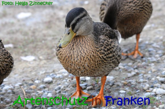 Copyright AiS Helga Zinnecker Bild zum Eintrag (65601-160)