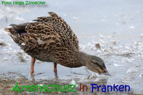 Copyright AiS Helga Zinnecker Bild zum Eintrag (65602-160)