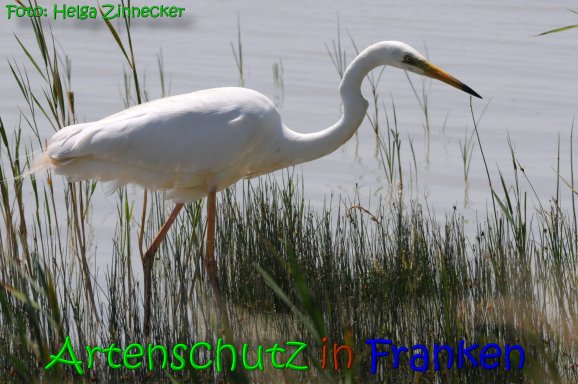 Copyright AiS Helga Zinnecker Bild zum Eintrag (65603-160)