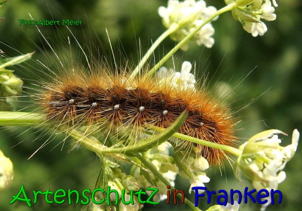 Copyright AiS Albert Meier Bild zum Eintrag (65682-160)