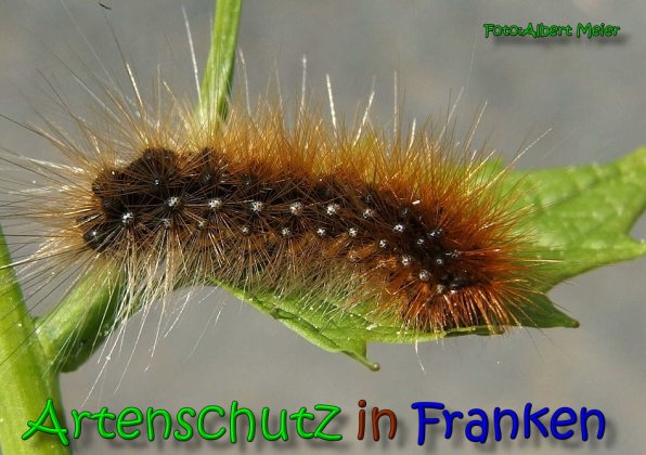 Copyright AiS Albert Meier Bild zum Eintrag (65686-160)