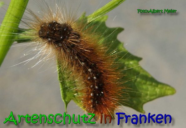 Copyright AiS Albert Meier Bild zum Eintrag (65687-160)