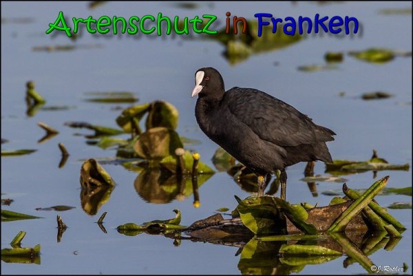 Copyright AiS Johannes Rother Bild zum Eintrag (65730-160)