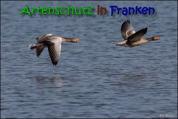 Copyright AiS Johannes Rother Bild zum Eintrag (65732-160)
