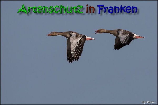 Copyright AiS Johannes Rother Bild zum Eintrag (65733-160)
