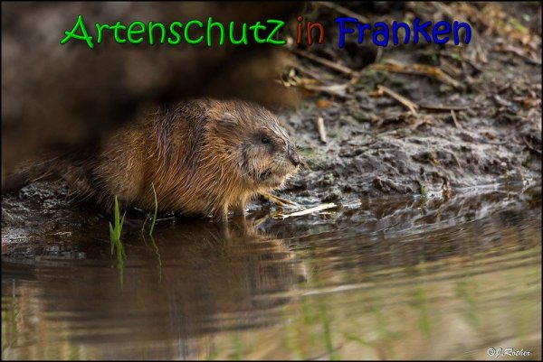 Copyright AiS Johannes Rother Bild zum Eintrag (65740-160)