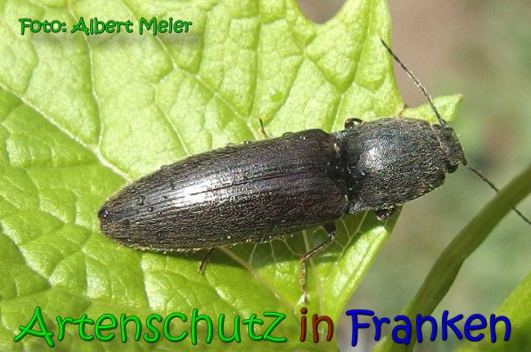 Copyright AiS Albert Meier Bild zum Eintrag (65780-160)