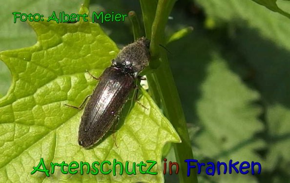 Copyright AiS Albert Meier Bild zum Eintrag (65781-160)