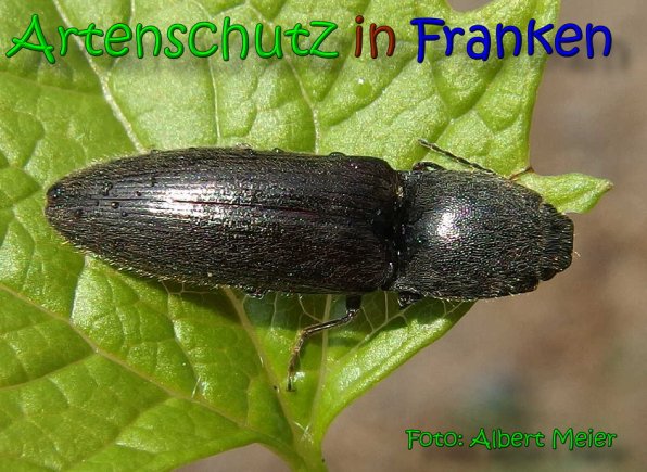Copyright AiS Albert Meier Bild zum Eintrag (65782-160)