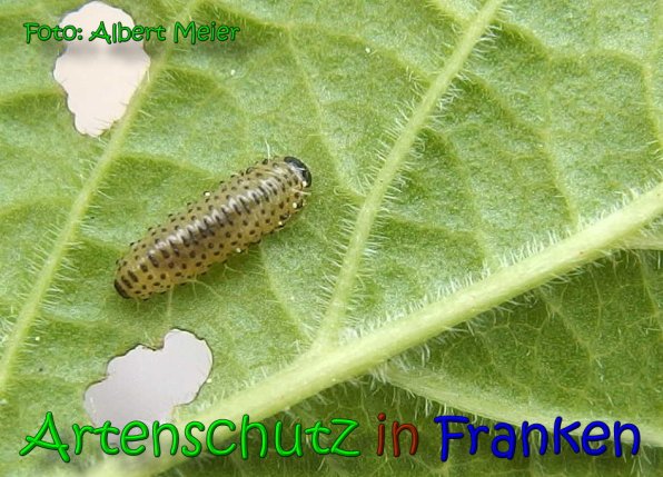 Copyright AiS Albert Meier Bild zum Eintrag (65785-160)