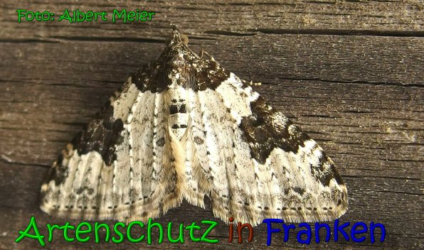 Copyright AiS Albert Meier Bild zum Eintrag (65832-160)