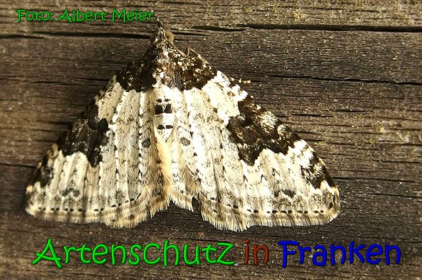 Copyright AiS Albert Meier Bild zum Eintrag (65833-160)