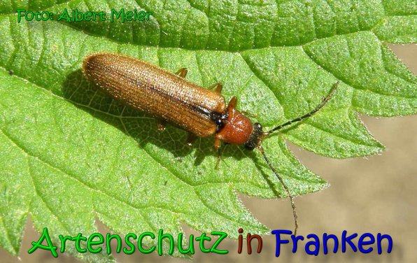 Copyright AiS Albert Meier Bild zum Eintrag (65836-160)