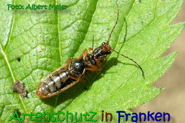 Copyright AiS Albert Meier Bild zum Eintrag (65837-160)