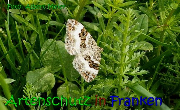 Copyright AiS Albert Meier Bild zum Eintrag (65847-160)