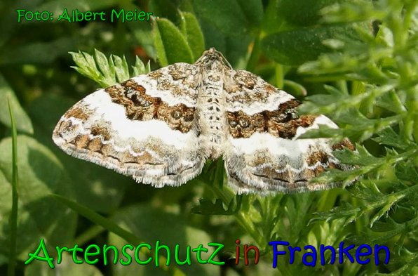 Copyright AiS Albert Meier Bild zum Eintrag (65849-160)