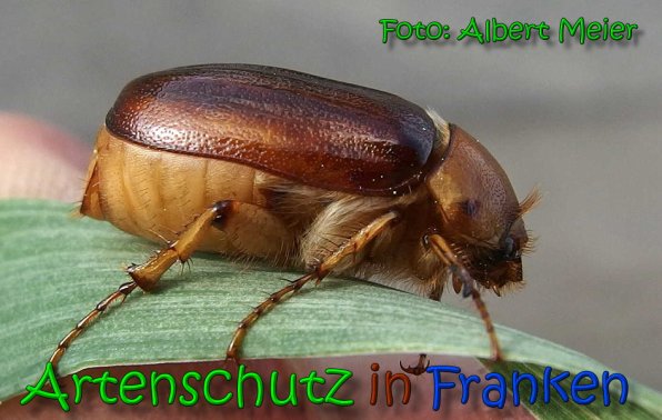 Copyright AiS Albert Meier Bild zum Eintrag (65863-160)