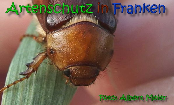 Copyright AiS Albert Meier Bild zum Eintrag (65865-160)