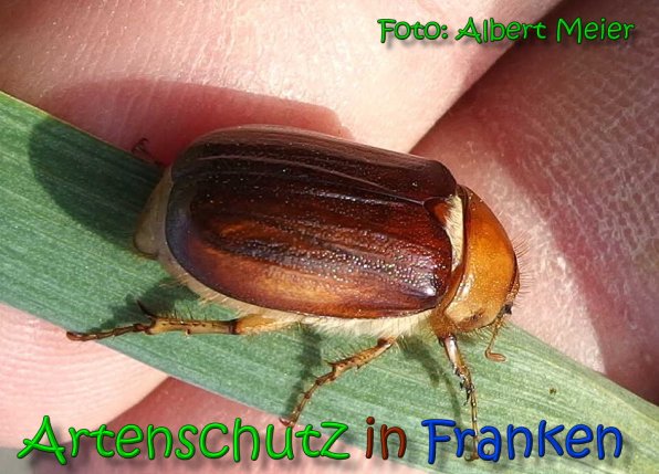 Copyright AiS Albert Meier Bild zum Eintrag (65867-160)