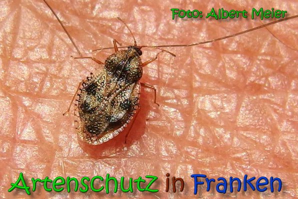 Copyright AiS Albert Meier Bild zum Eintrag (65872-160)