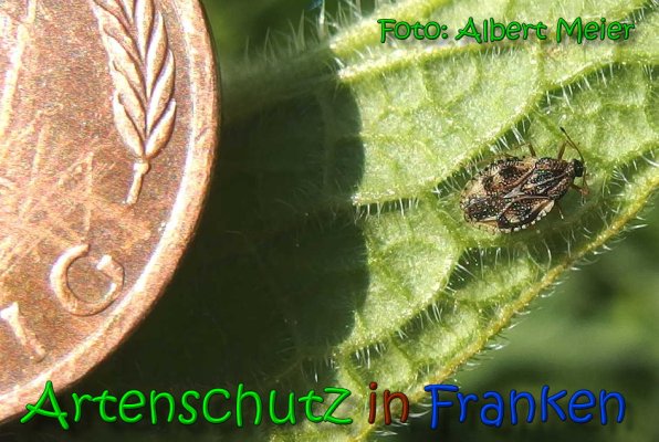 Copyright AiS Albert Meier Bild zum Eintrag (65874-160)