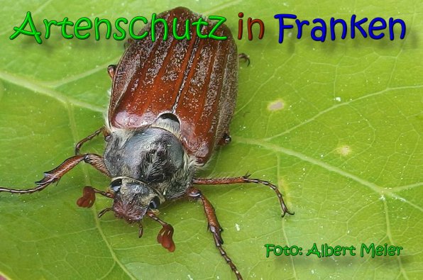 Copyright AiS Albert Meier Bild zum Eintrag (65897-160)