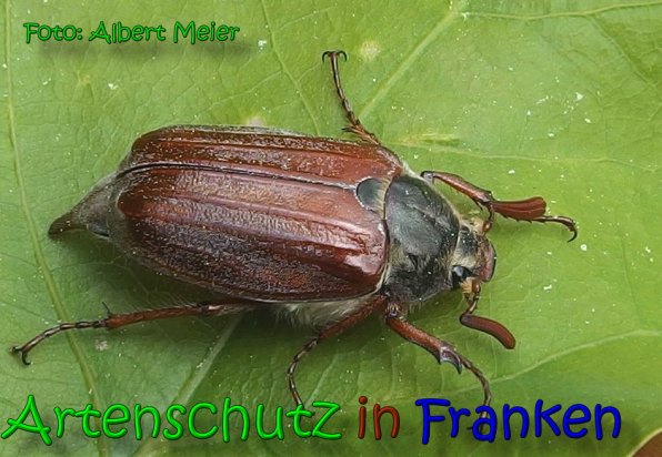 Copyright AiS Albert Meier Bild zum Eintrag (65898-160)