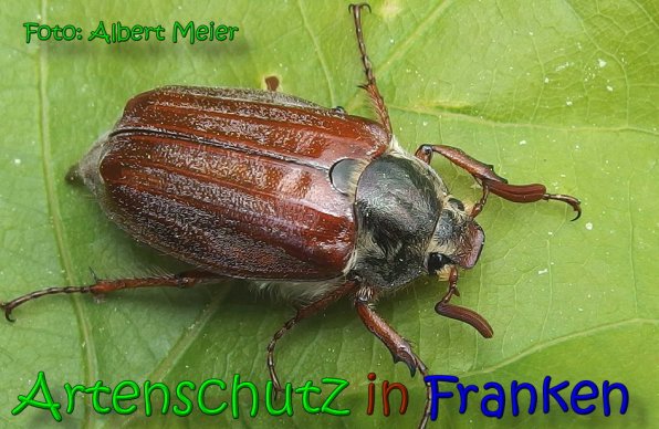 Copyright AiS Albert Meier Bild zum Eintrag (65899-160)