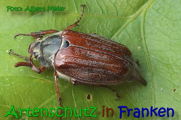 Copyright AiS Albert Meier Bild zum Eintrag (65900-160)