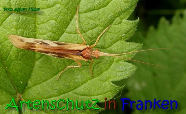 Copyright AiS Albert Meier Bild zum Eintrag (65916-160)