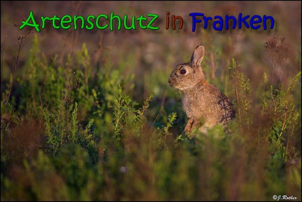 Copyright AiS Johannes Rother Bild zum Eintrag (66041-160)