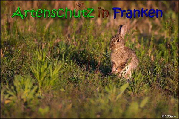 Copyright AiS Johannes Rother Bild zum Eintrag (66042-160)