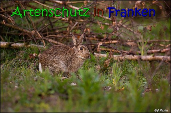 Copyright AiS Johannes Rother Bild zum Eintrag (66043-160)