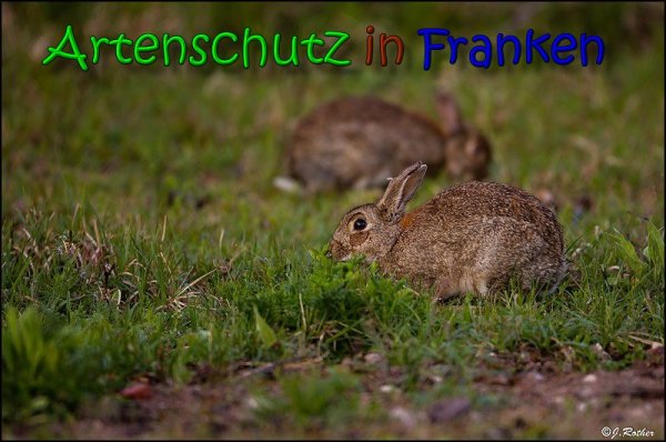 Copyright AiS Johannes Rother Bild zum Eintrag (66044-160)