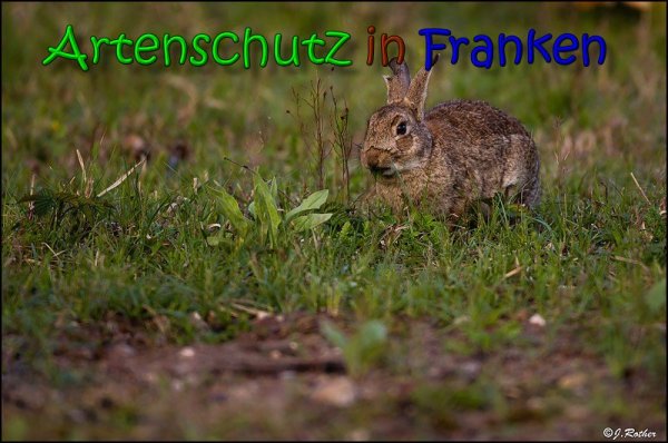 Copyright AiS Johannes Rother Bild zum Eintrag (66045-160)