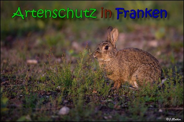 Copyright AiS Johannes Rother Bild zum Eintrag (66046-160)