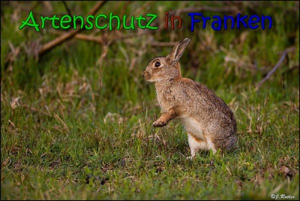 Copyright AiS Johannes Rother Bild zum Eintrag (66047-160)