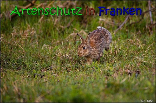 Copyright AiS Johannes Rother Bild zum Eintrag (66048-160)