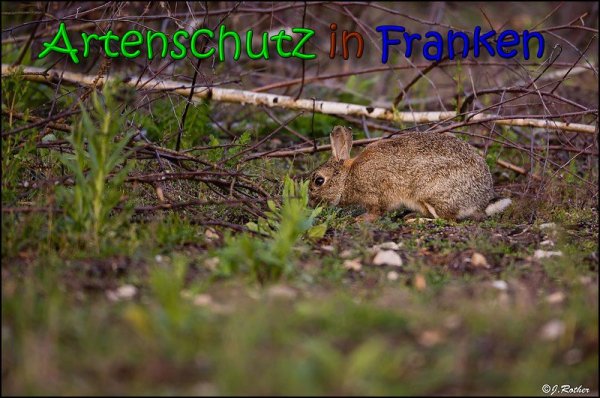 Copyright AiS Johannes Rother Bild zum Eintrag (66049-160)