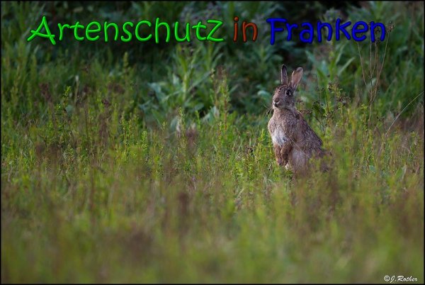 Copyright AiS Johannes Rother Bild zum Eintrag (66053-160)