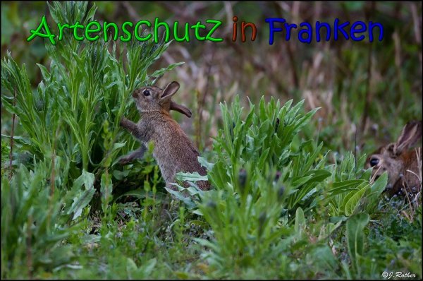 Copyright AiS Johannes Rother Bild zum Eintrag (66054-160)