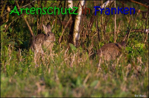 Copyright AiS Johannes Rother Bild zum Eintrag (66055-160)