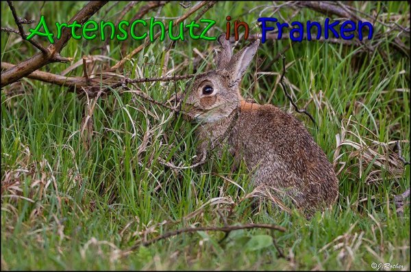 Copyright AiS Johannes Rother Bild zum Eintrag (66056-160)
