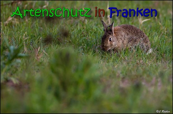 Copyright AiS Johannes Rother Bild zum Eintrag (66058-160)