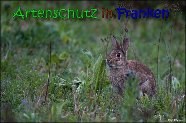Copyright AiS Johannes Rother Bild zum Eintrag (66059-160)