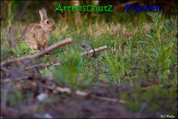 Copyright AiS Johannes Rother Bild zum Eintrag (66060-160)