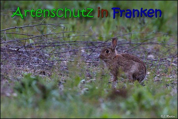 Copyright AiS Johannes Rother Bild zum Eintrag (66061-160)