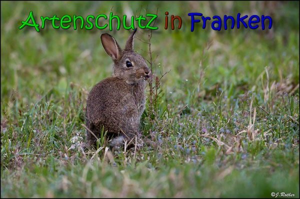 Copyright AiS Johannes Rother Bild zum Eintrag (66064-160)