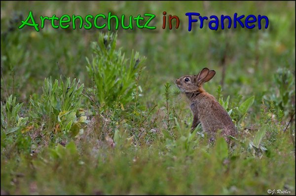 Copyright AiS Johannes Rother Bild zum Eintrag (66065-160)